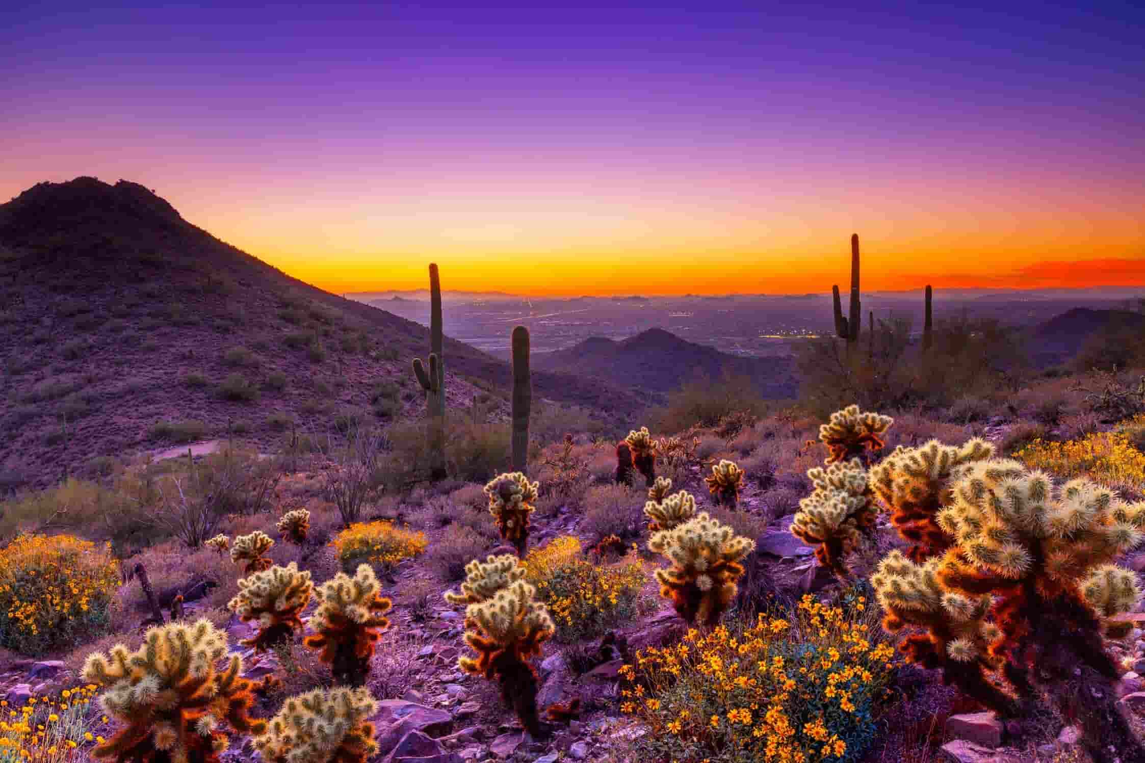 Arizona's Sonoran Desert.